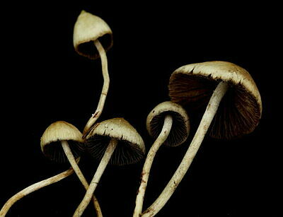 Psilocybin-Pilze vor schwarzem Hintergrund