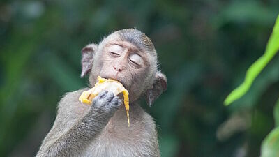 Affe (Makake) isst genüsslich eine Banane