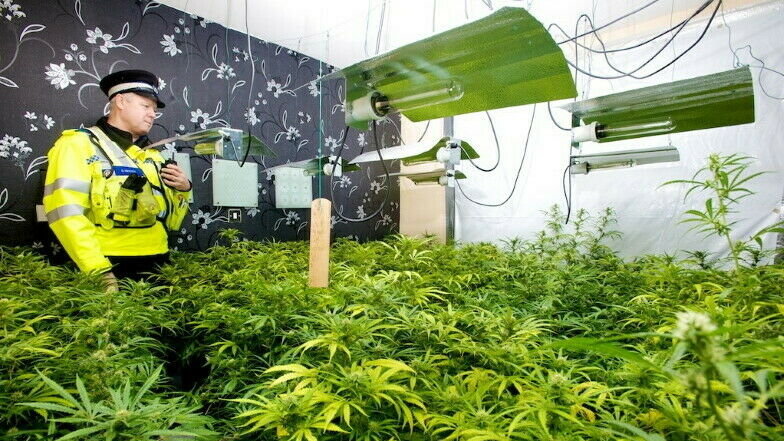 Britischer Polizist inmitten einer Indoor-Cannabisplantage