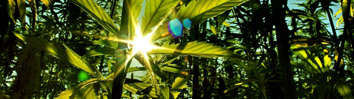 Blick durch die Pflanzen einer Cannabisplantage, in der Mitte ein Sonnenreflex