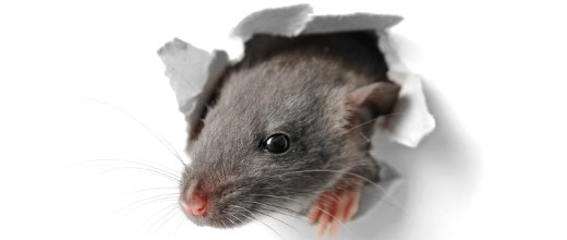 Ratte schaut durch Loch in Papier
