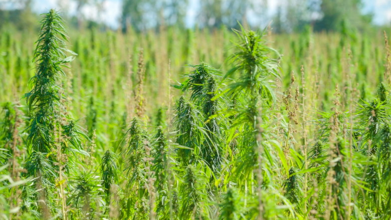 Feld mit Cannabispflanzen
