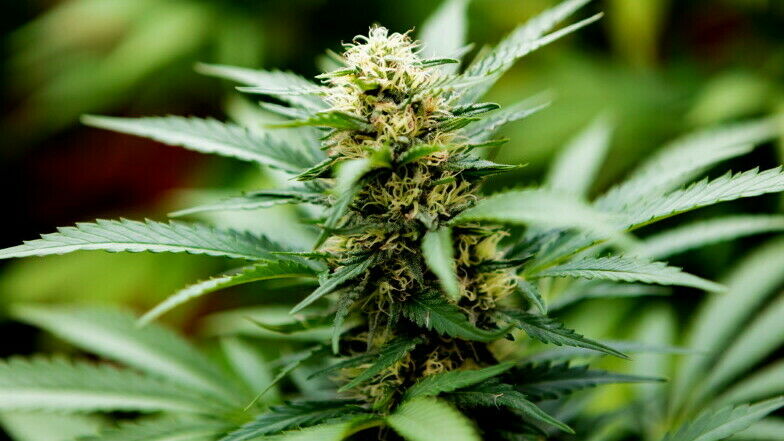 Nahaufname einer Cannabisblüter kurz vor der Ernte