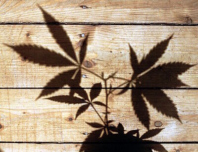 Schatten einer Cannabispflanze auf Bretterwand