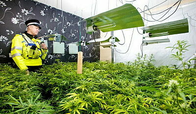 Britischer Polizist inmitten einer Indoor-Cannabisplantage
