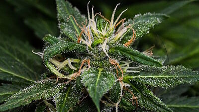 Nahaufnahme einer Cannabisblüte