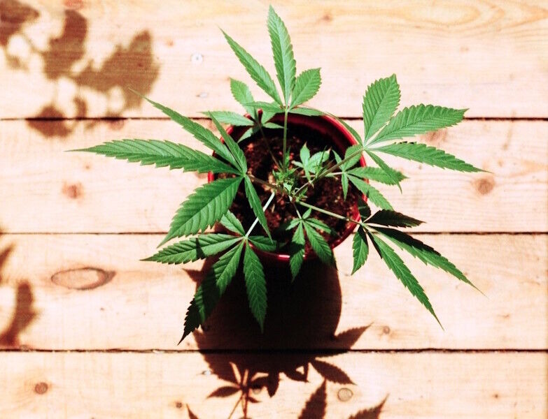 Kleine Cannabispflanze in einem Topf auf Holzbrettern