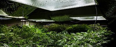 Indoor-Cannabisanbau