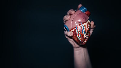 Hand hält medizinisches Herz aus Plastik vor schwarzem Hintergrund