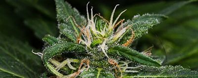Nahaufnahme einer Cannabisblüte
