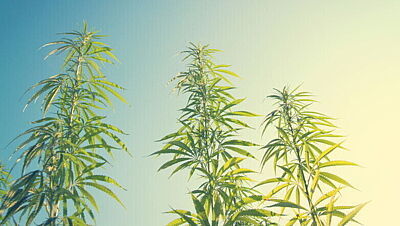 Drei Cannabispflanzen vor blauem Himmel