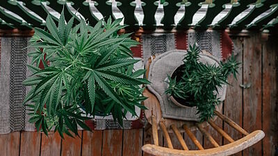 Blick von oben auf zwei Cannabispflanzen auf einem hölzernen Balkon