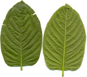 Kratomblatt Vorder- und Rückseite