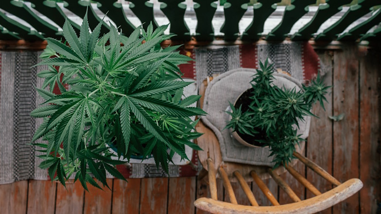 Blick von oben auf zwei Cannabispflanzen auf einem hölzernen Balkon