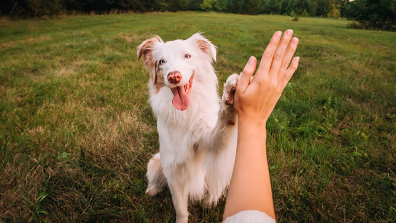 Interaktion zwischen Mensch und Hund aus der Ich-Perspektive