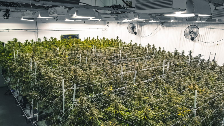 Indoor-Cannabisplantage mit künstlicher Beleuchtung
