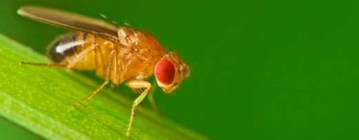 Makroaufnahme einer Fruchtfliege auf grünem Halm