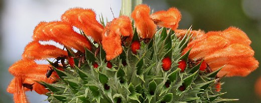 Blüte eines Kleinblättrigen Löwenohrs