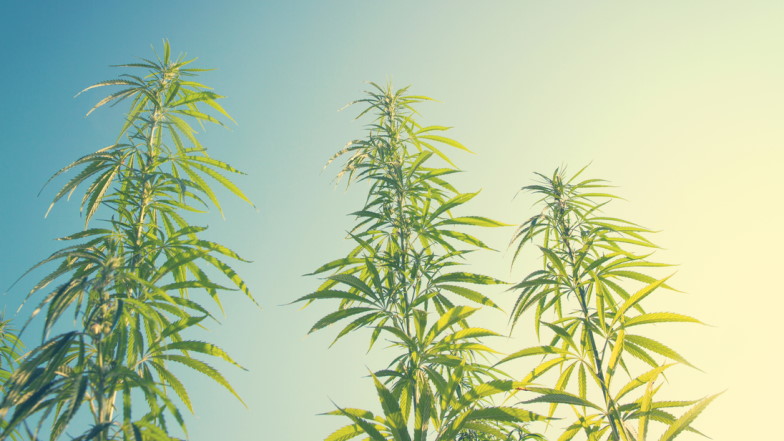 Drei Cannabispflanzen vor blauem Himmel