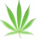 Leicht verschwommenes Bild eines Cannabisblatts