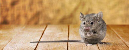 Graue Maus auf Holzboden