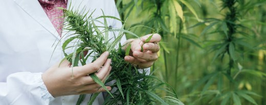 Frau mit weißem Kittel begutachtet Cannabispflanze