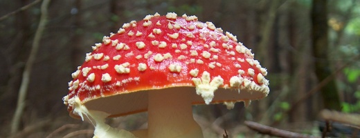 Fliegenpilz mit charakteristischen roten Hut und weißen Tupfen