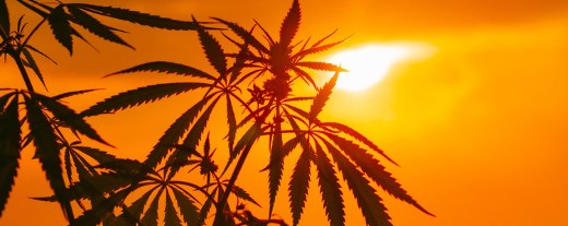 Cannabisblätter vor sonnigem Hintergrund