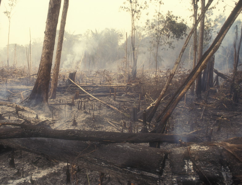 Abgebrannter Regelwald in der Amazonasregion